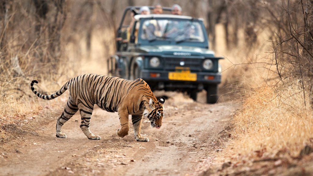 Ranthambore